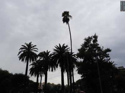 L'alta palma di piazza Aldo Moro